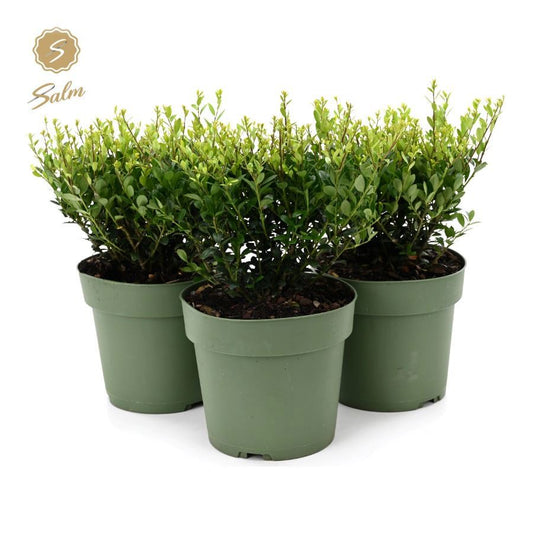 Ilex crenata Jenny 37cm 17cm Pot