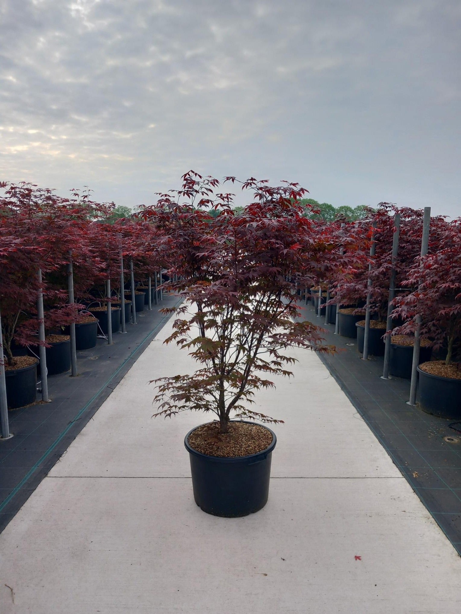 Acer palm. Bloodgood 160cm 50cm Pot