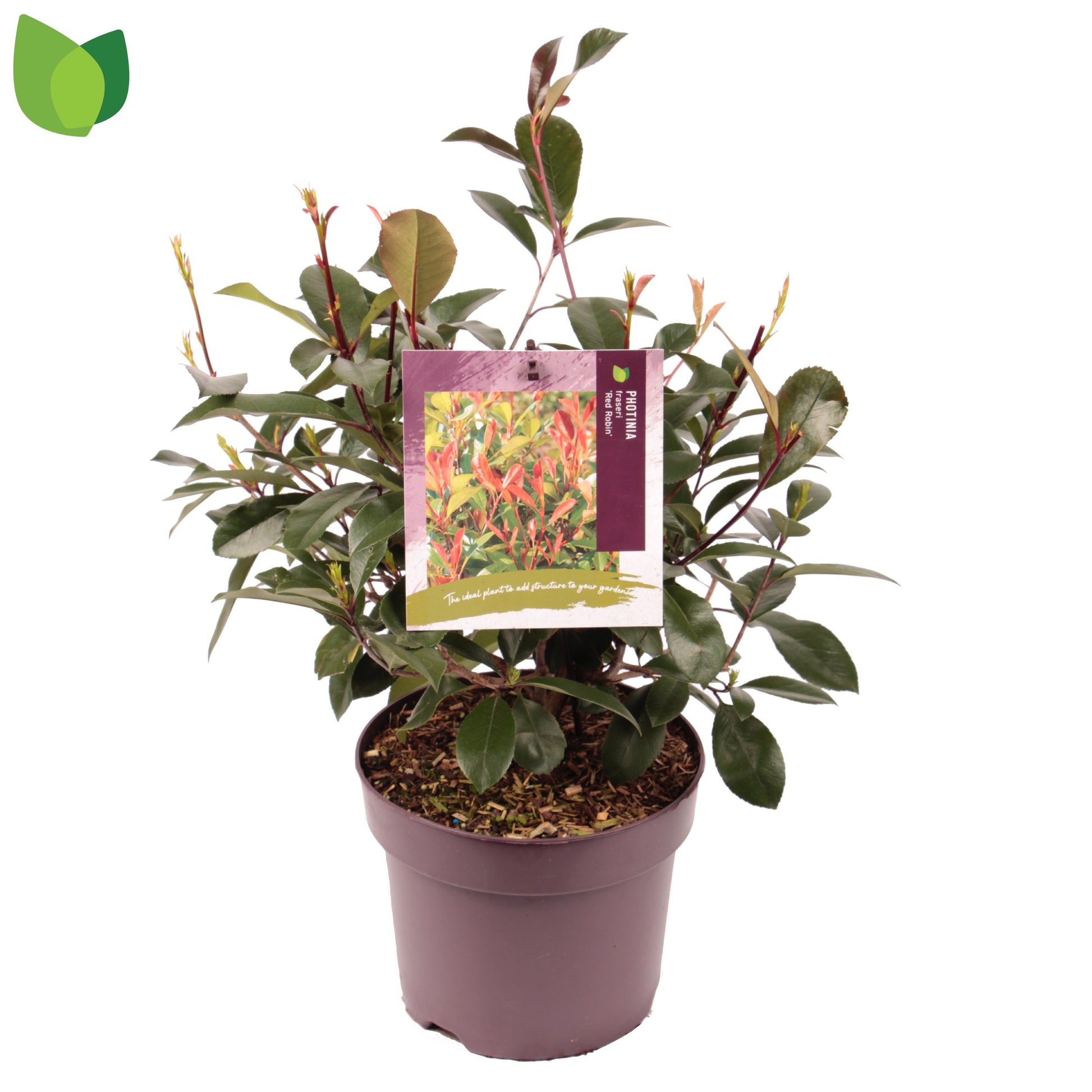Photinia fra. Red Robin 70cm 26cm Pot