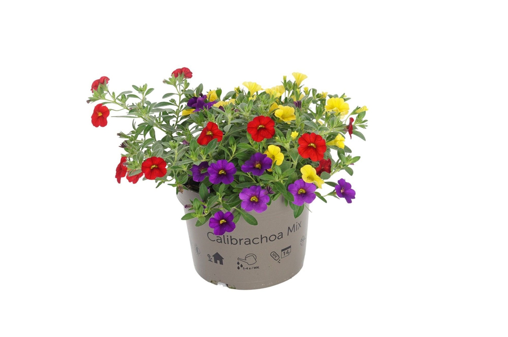 Calibrachoa Minifamous Carribean Sunset 25cm 17cm Pot