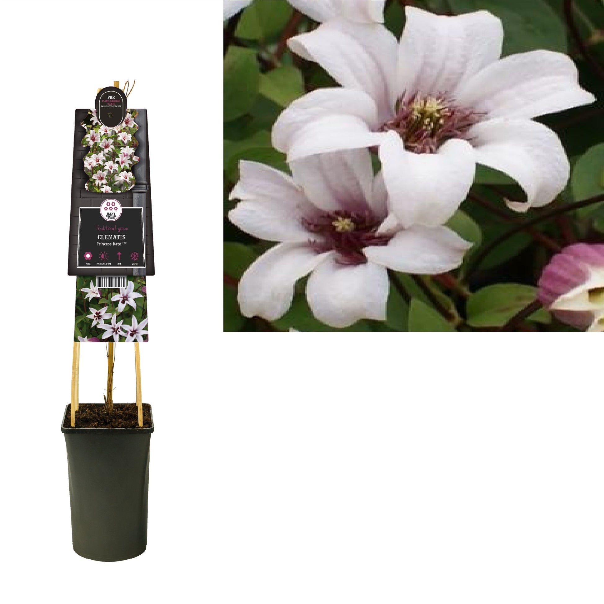 Clematis Princess Kate 75cm 17cm Pot