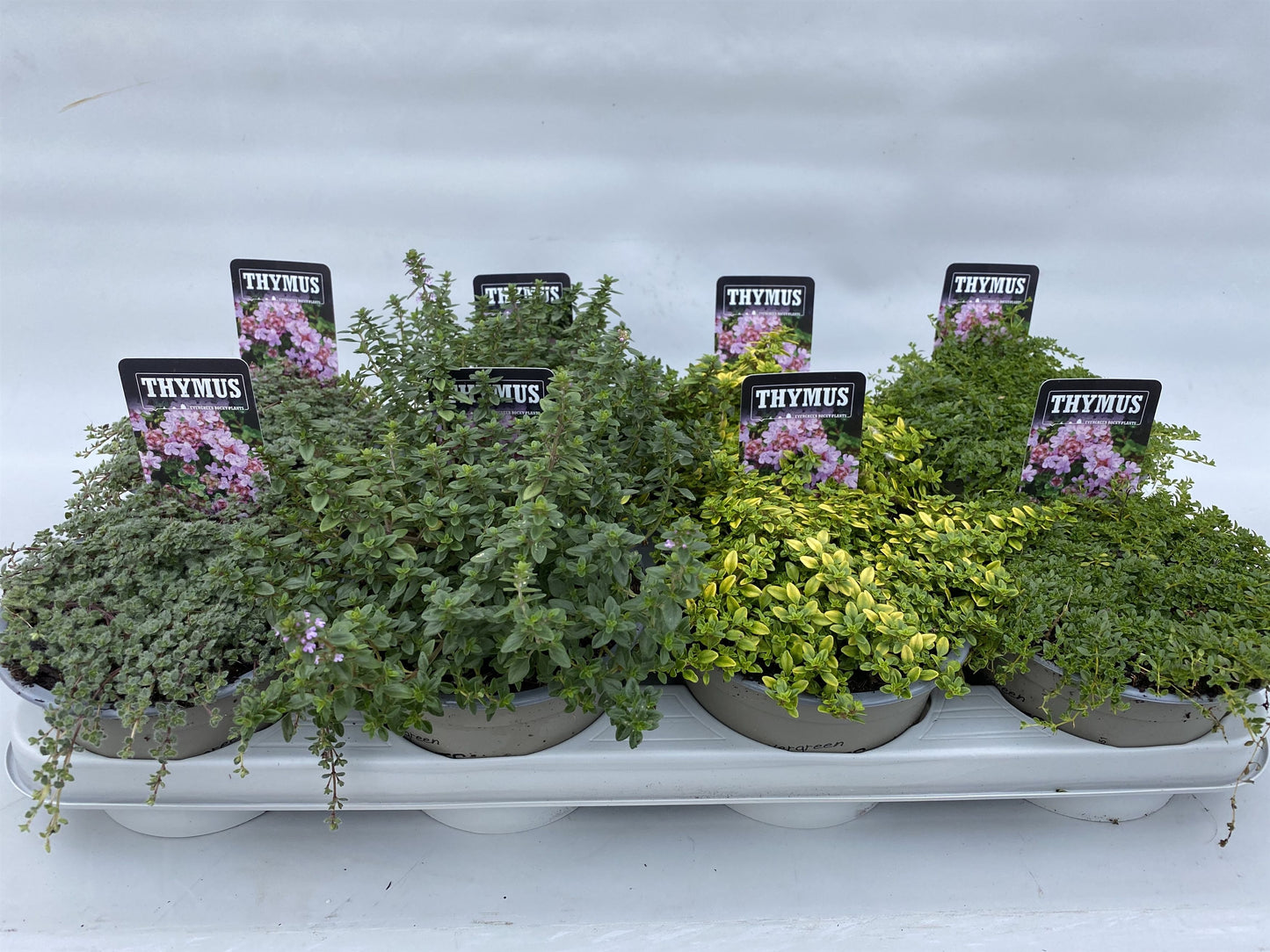Thymus praecox mix (Wild Thyme) 5cm 14cm Pot