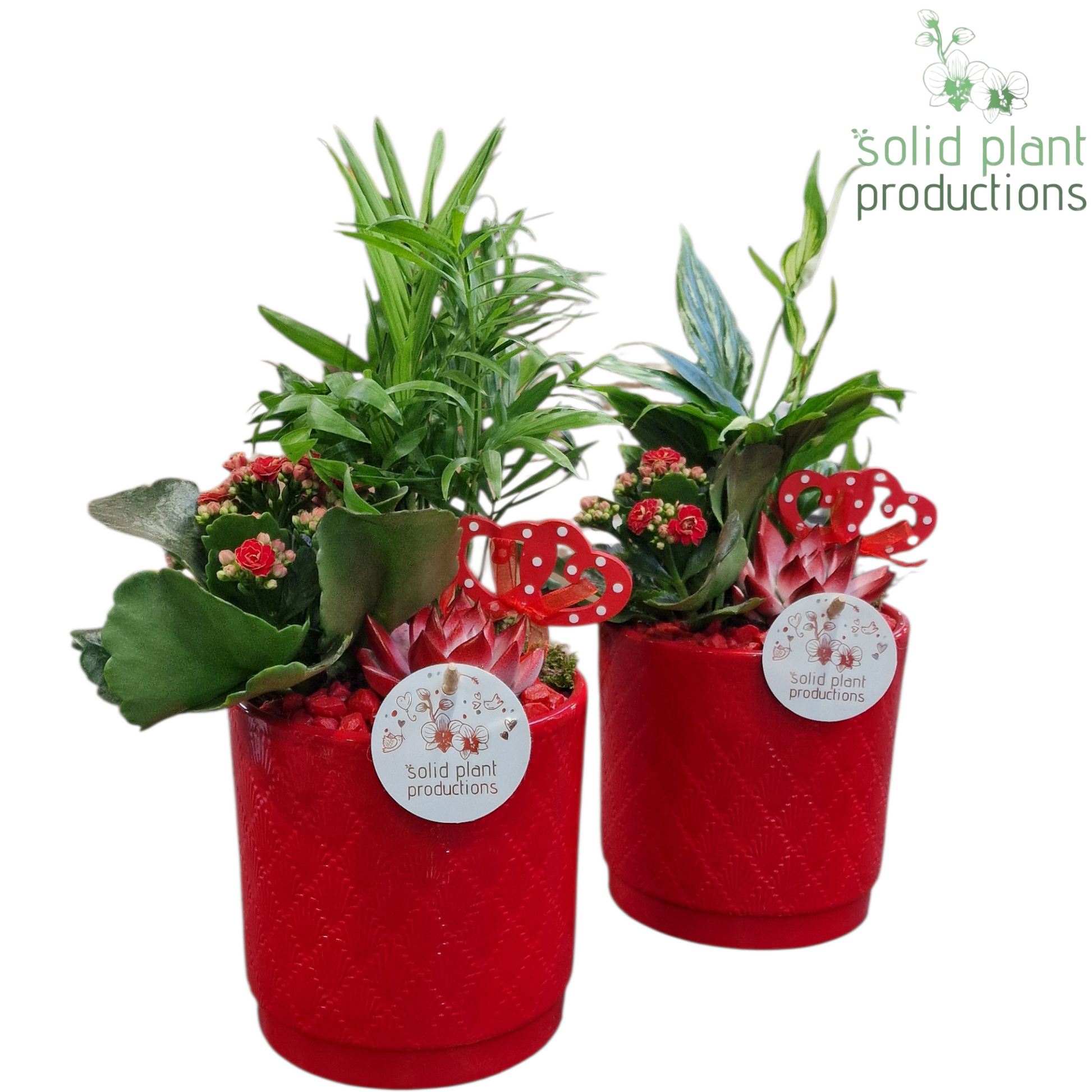 arr. Kamerplanten SCE001 RV 35cm 13cm Pot