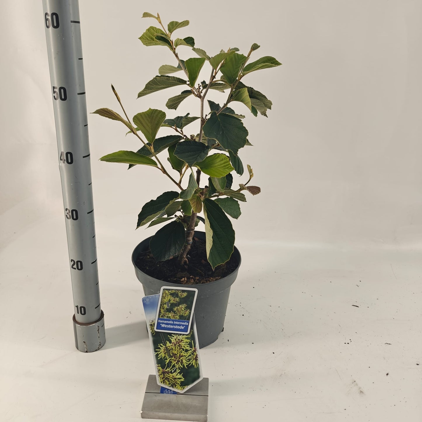 Hamamelis int. Westerstede 70cm 23cm Pot