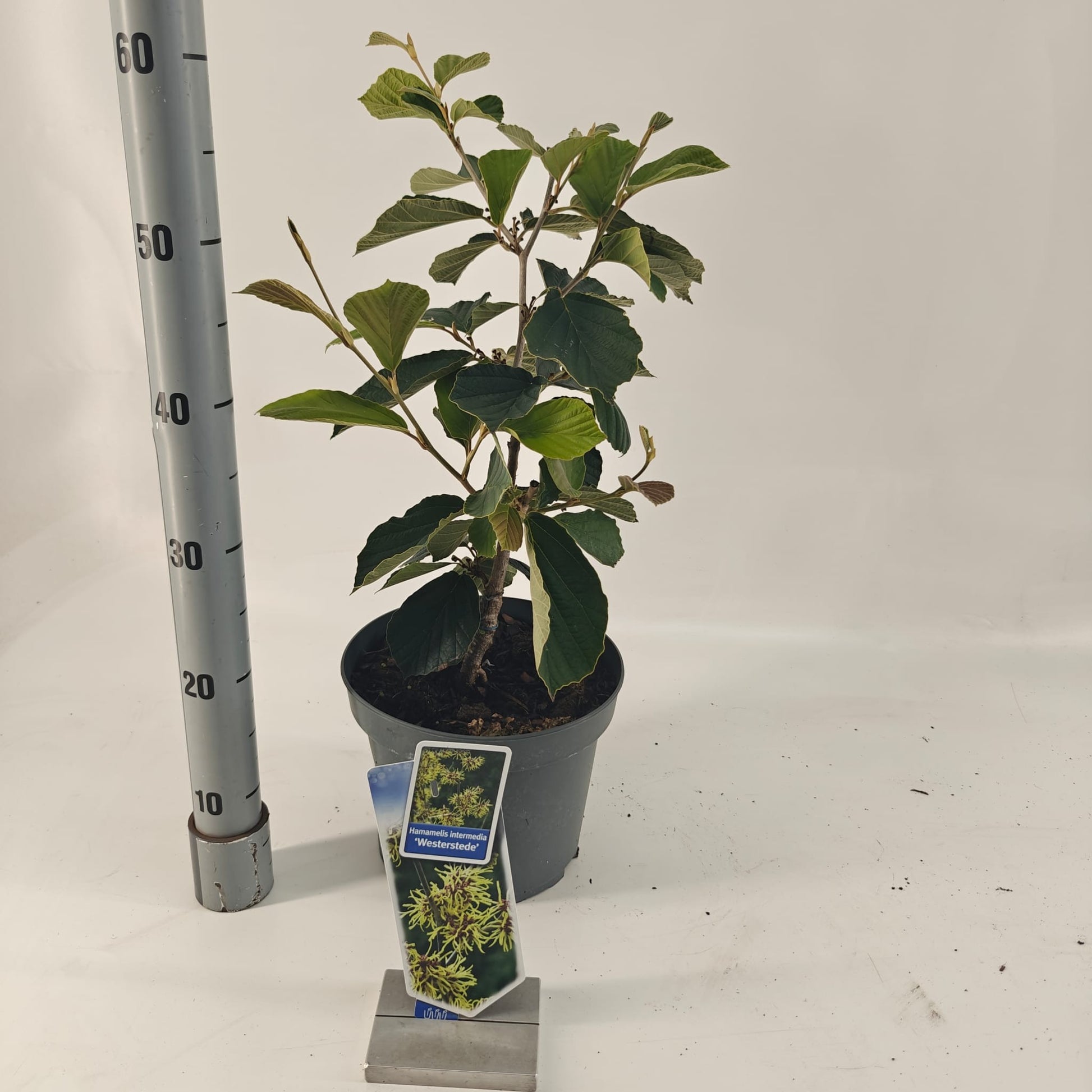 Hamamelis int. Westerstede 70cm 23cm Pot