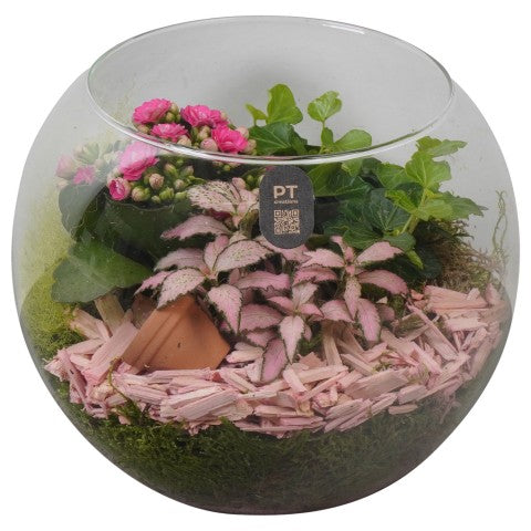 PTIG2618 Arrangementen kamerplanten 17cm 19cm Pot
