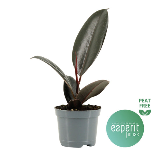 Ficus Abidjan 20cm Special Pot (508)