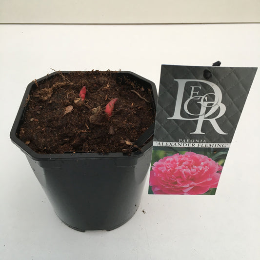Paeonia Alexander Fleming 5cm 17cm Pot