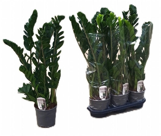 Zamioculcas zamiifolia 85cm 19cm Pot