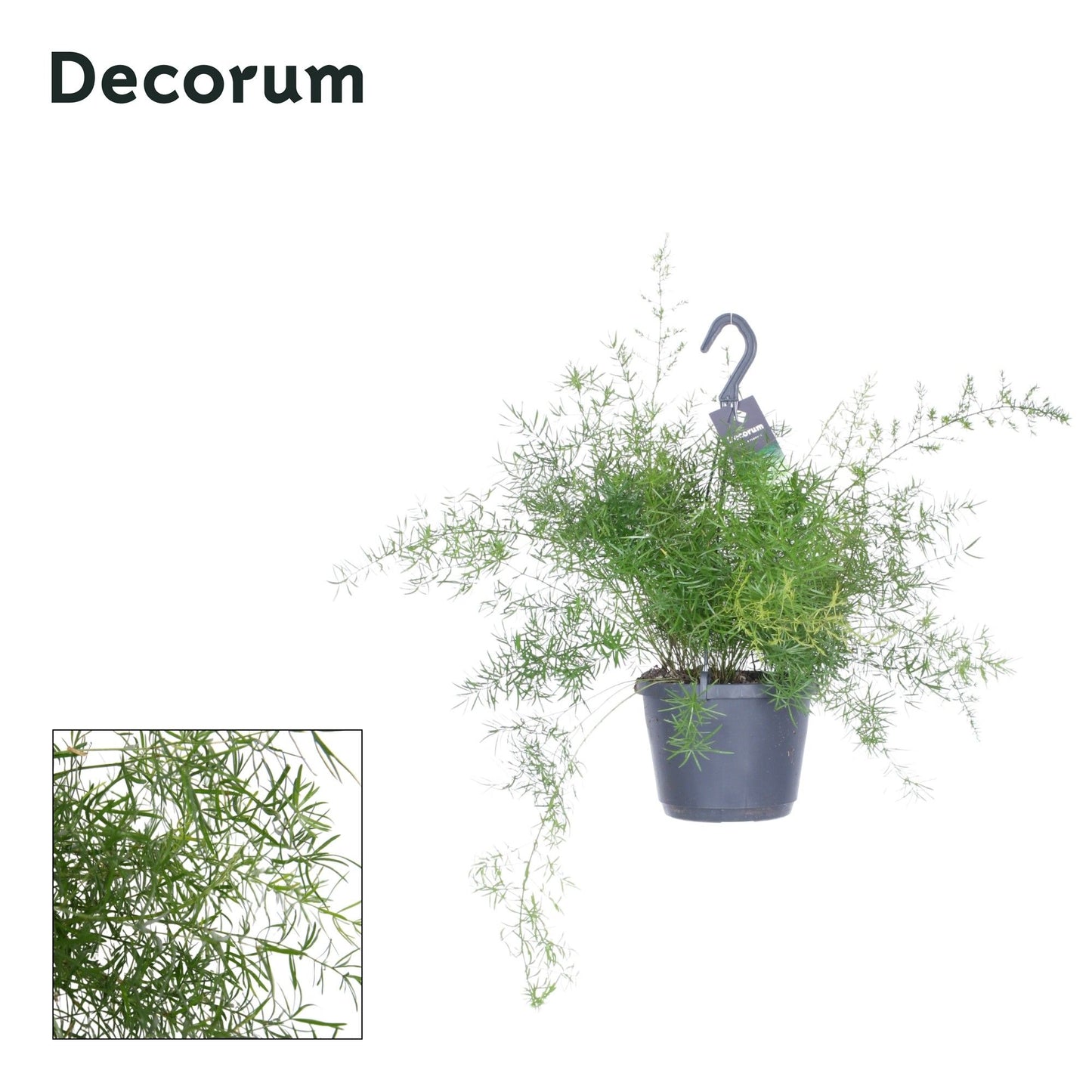 Asparagus Sprengeri 45cm 17cm Pot