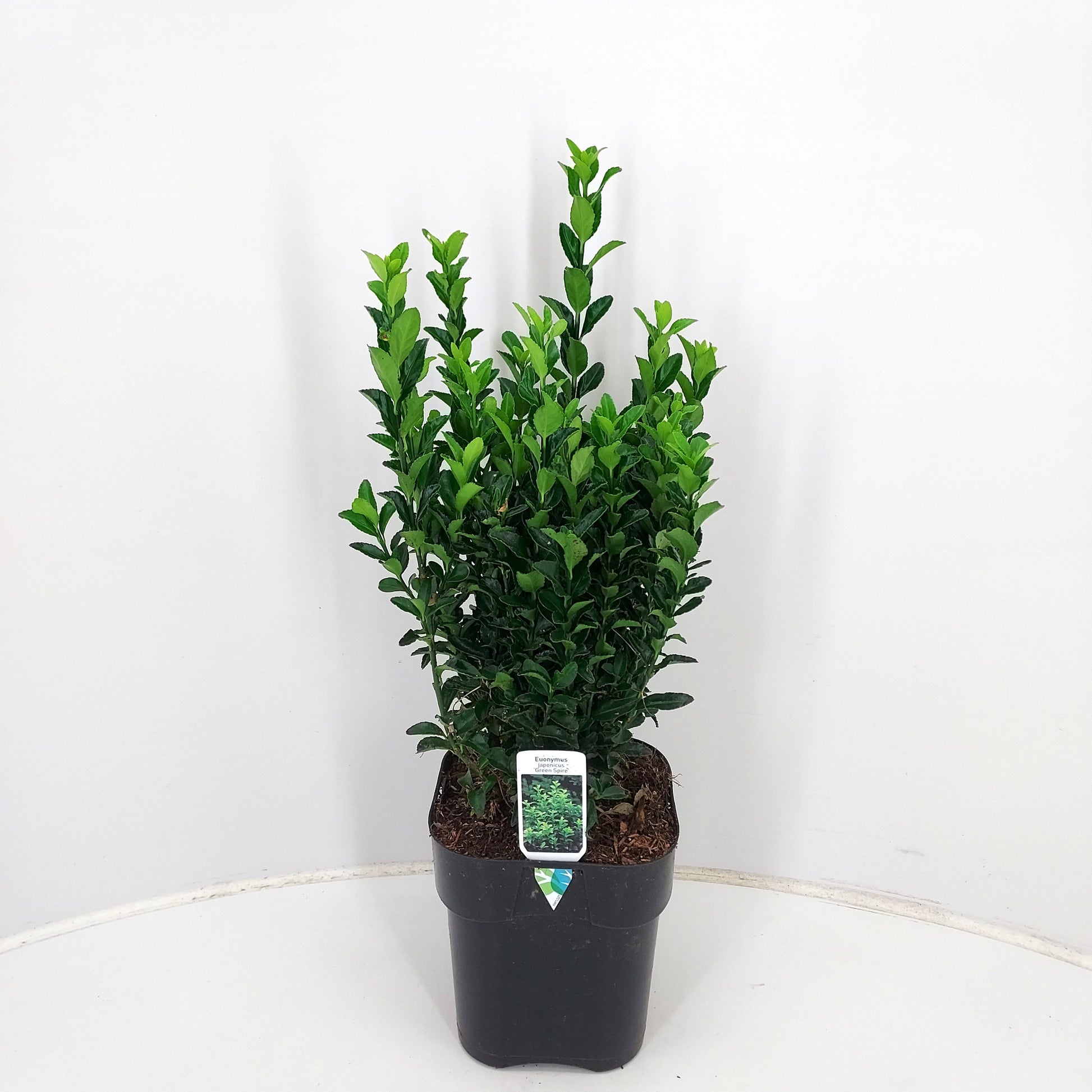 Euonymus jap. Green Spire 30cm 17cm Pot