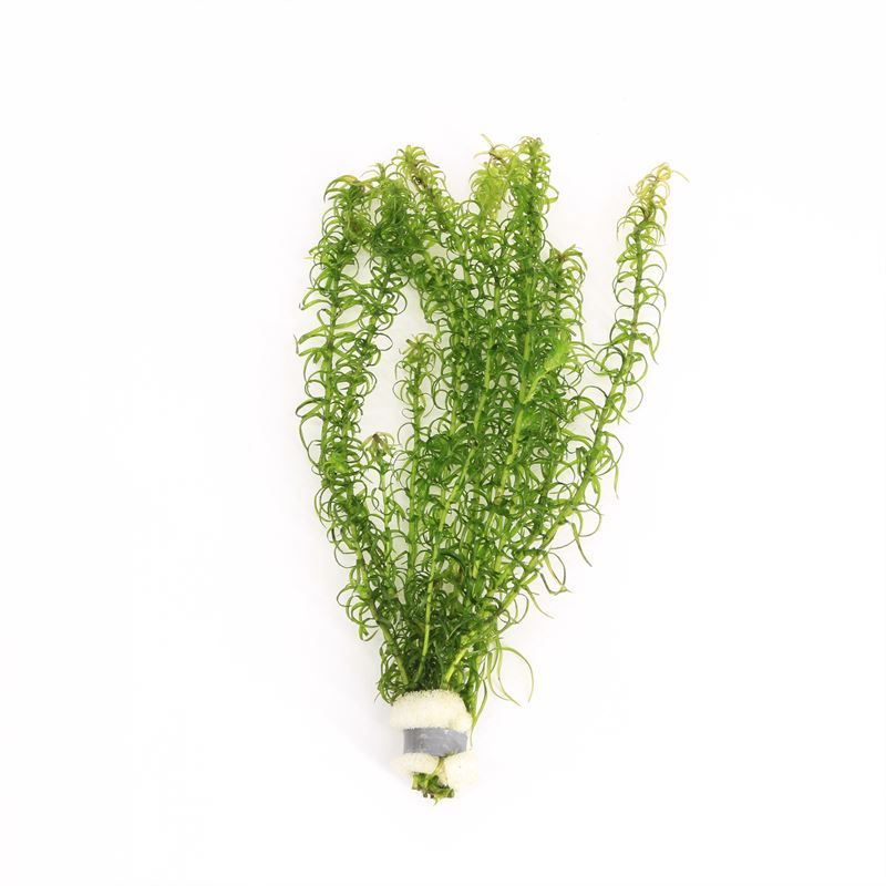 Elodea canadensis 5cm 2cm Pot