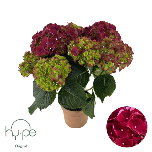 Hydrangea macrophylla red 40cm 14cm Pot