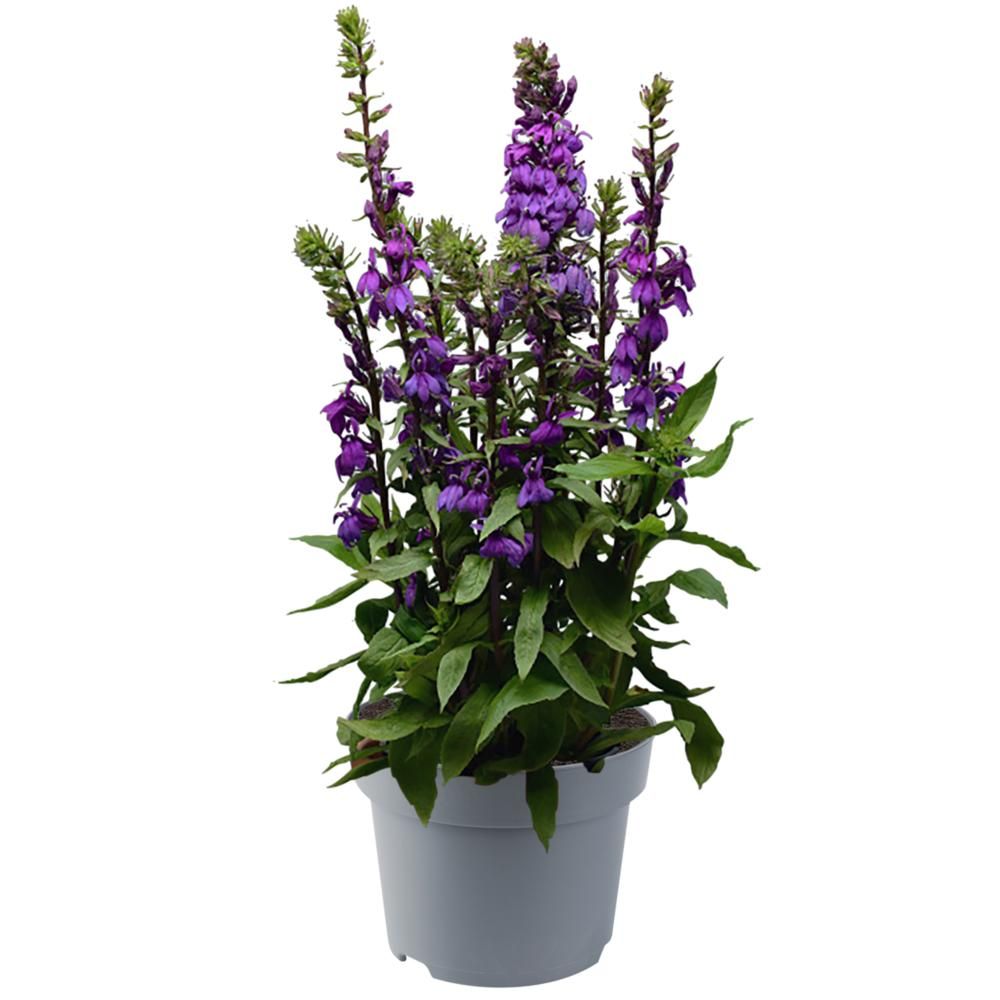 Lobelia speciosa 40cm 15cm Pot