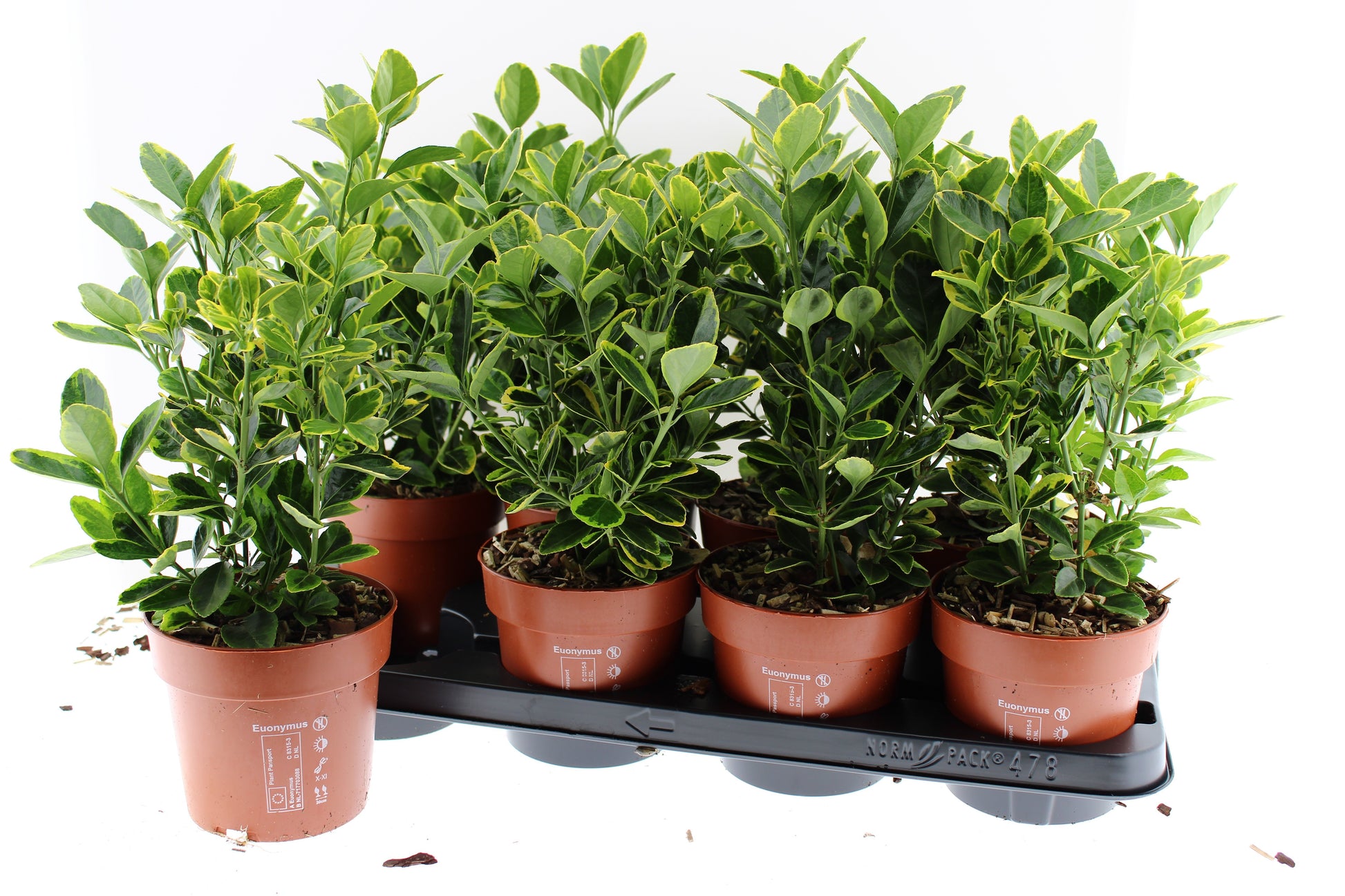 Euonymus jap. Aureomarginatus 40cm 13cm Pot