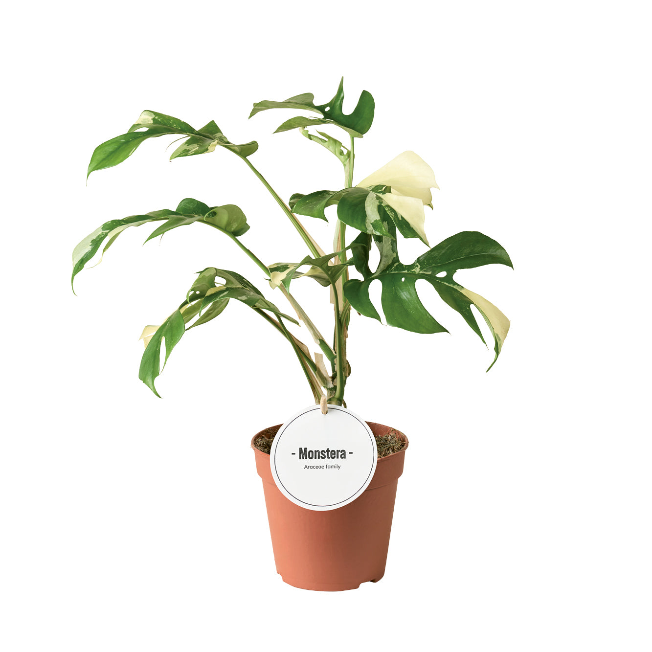 Monstera Minima Variegata 40cm 12cm Pot