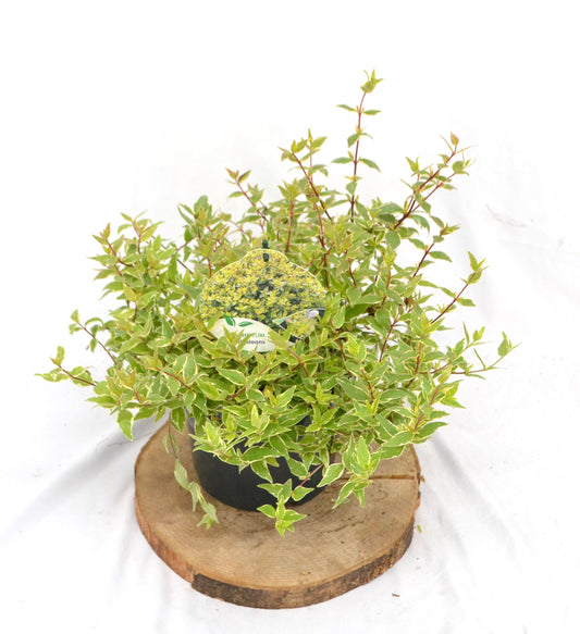 Abelia grandiflora Jelly Beans 25cm 19cm Pot