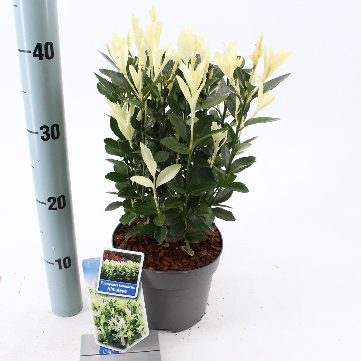 Euonymus Himalaya 35cm 17cm Pot