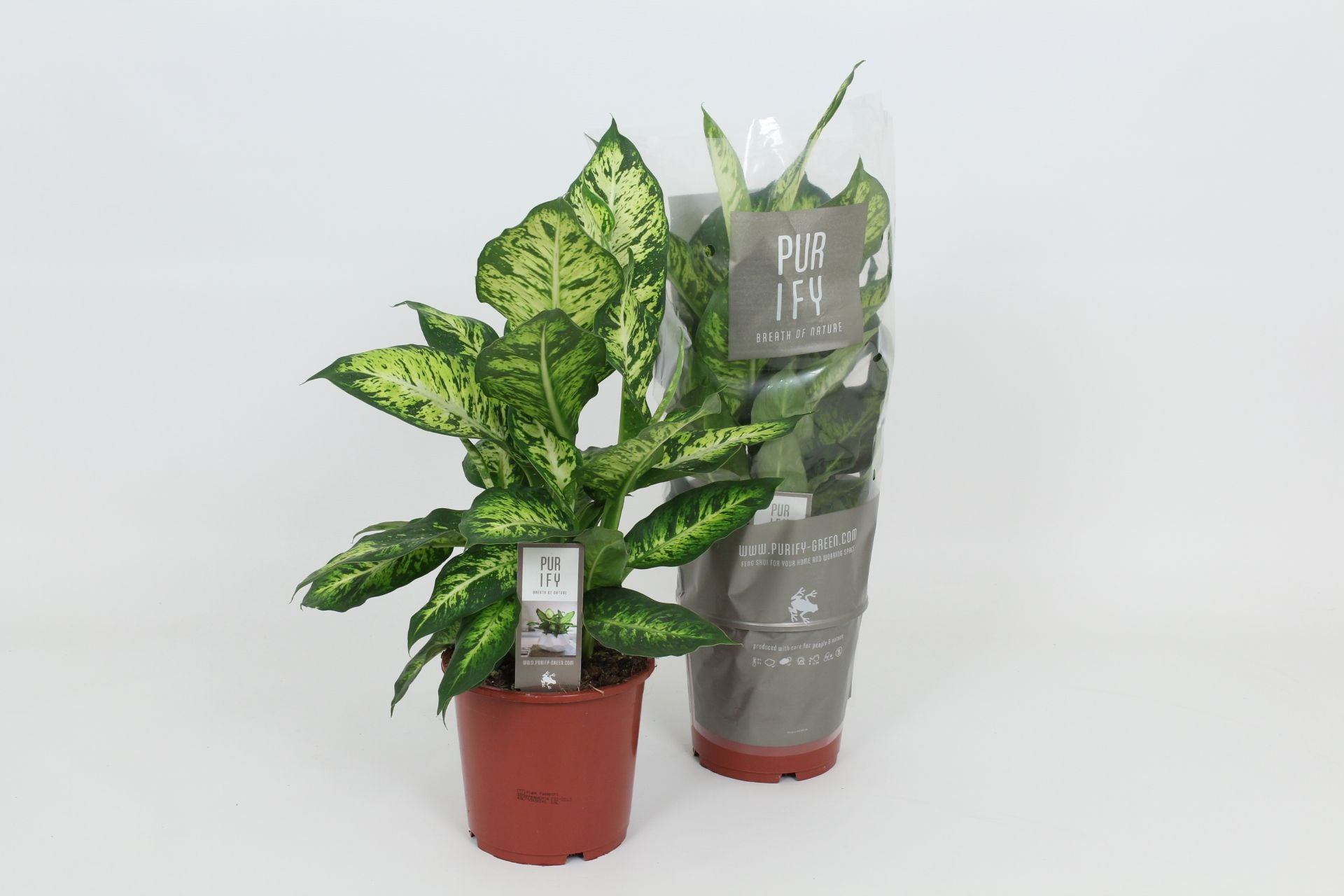 Dieffenbachia Sublime 55cm 17cm Pot