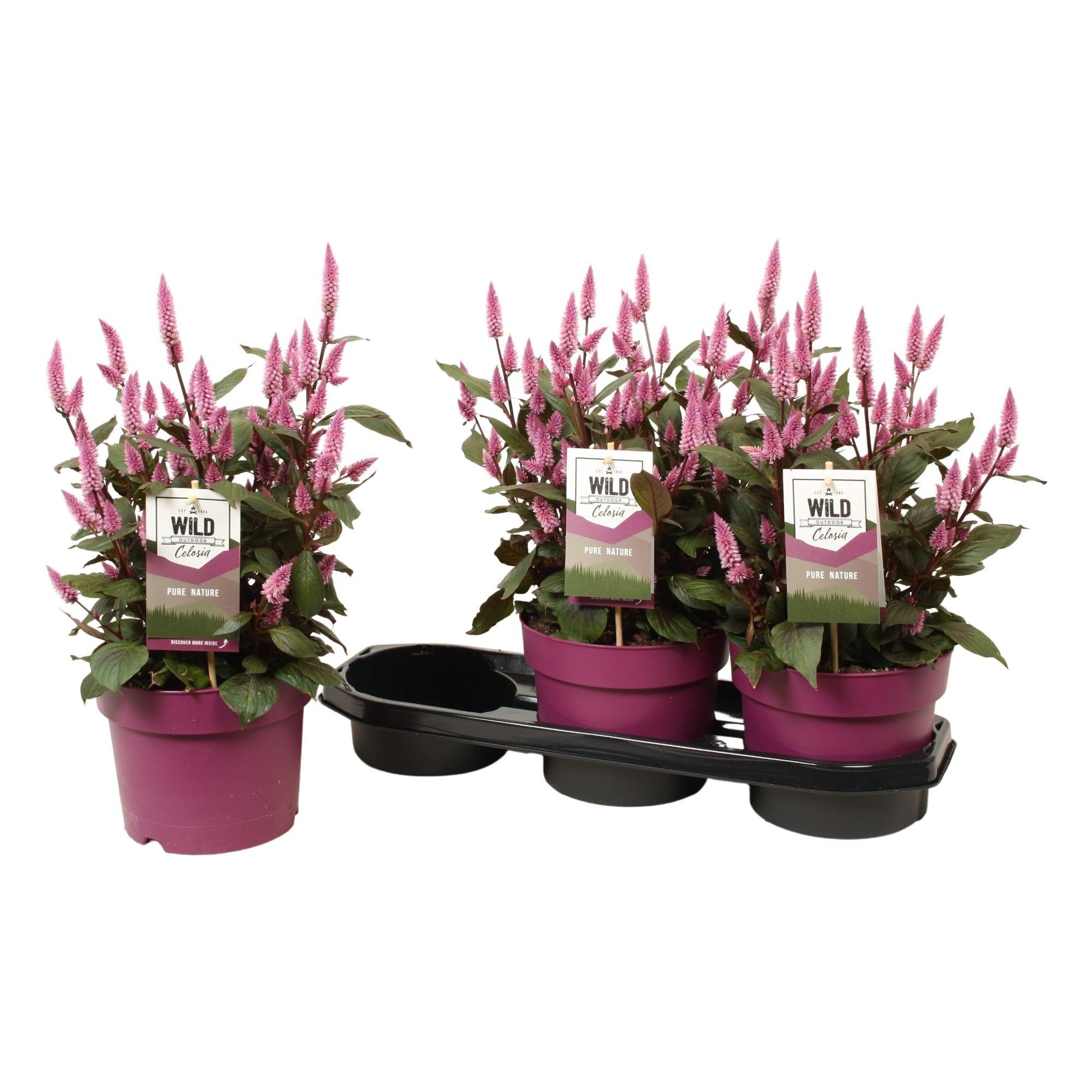 Celosia Wild Pink 48cm 19cm Pot