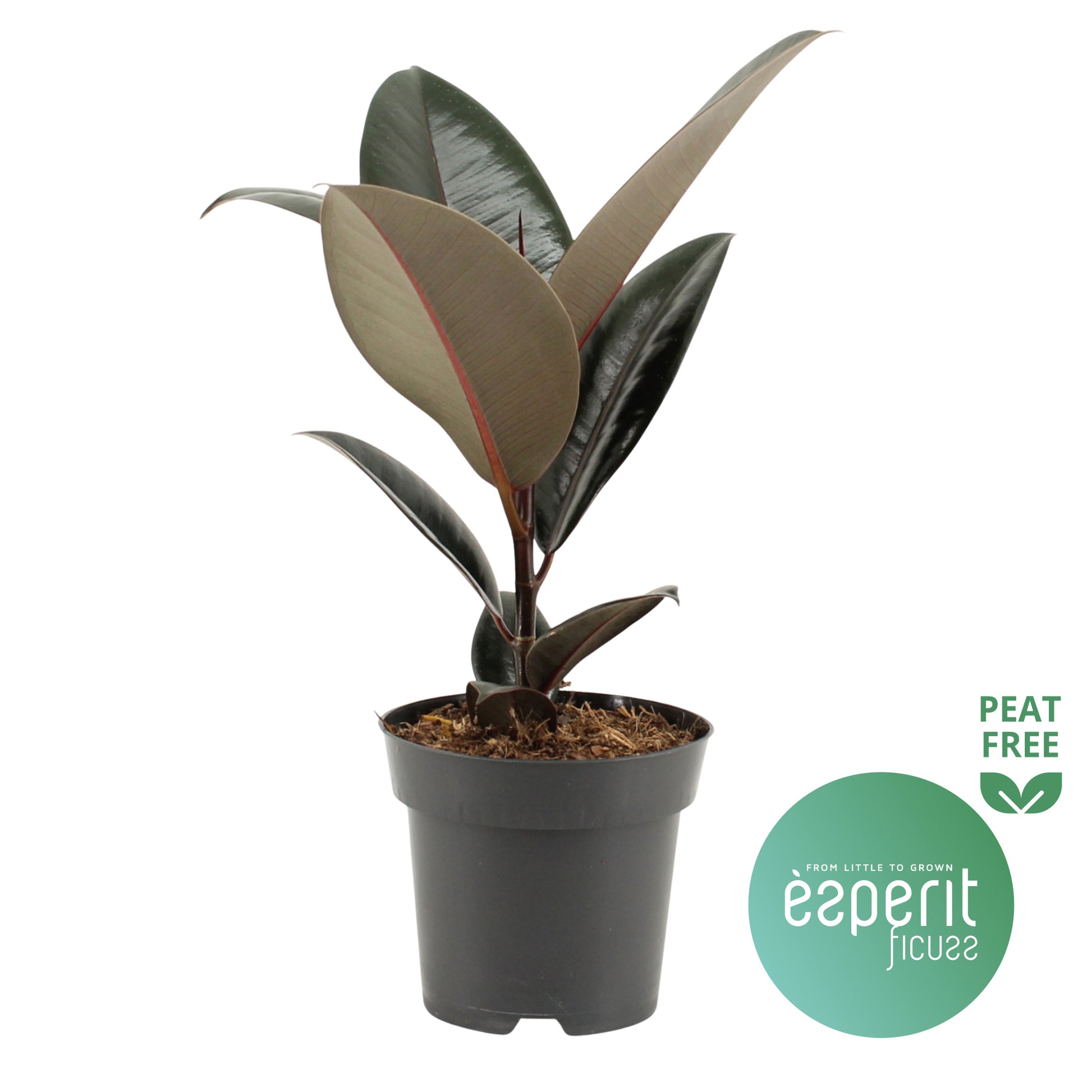 Ficus Abidjan 40cm 14cm Pot