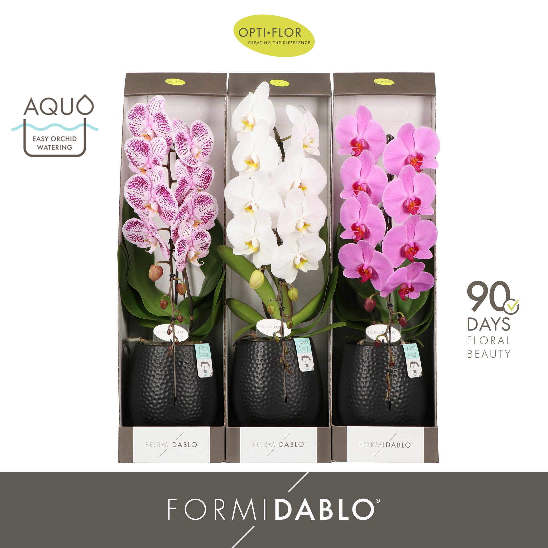 Phalaenopsis Formidablo mix in Abruzzo pot 70cm 12cm Pot