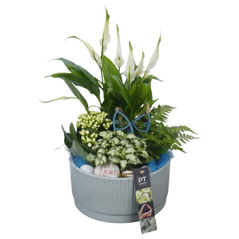 PTSUT8947 Arrangementen kamerplanten 32cm 19cm Pot
