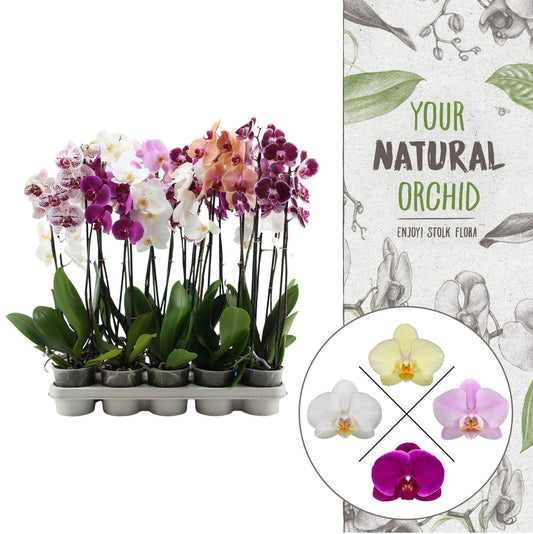 Phalaenopsis mix A2 55cm 12cm Pot