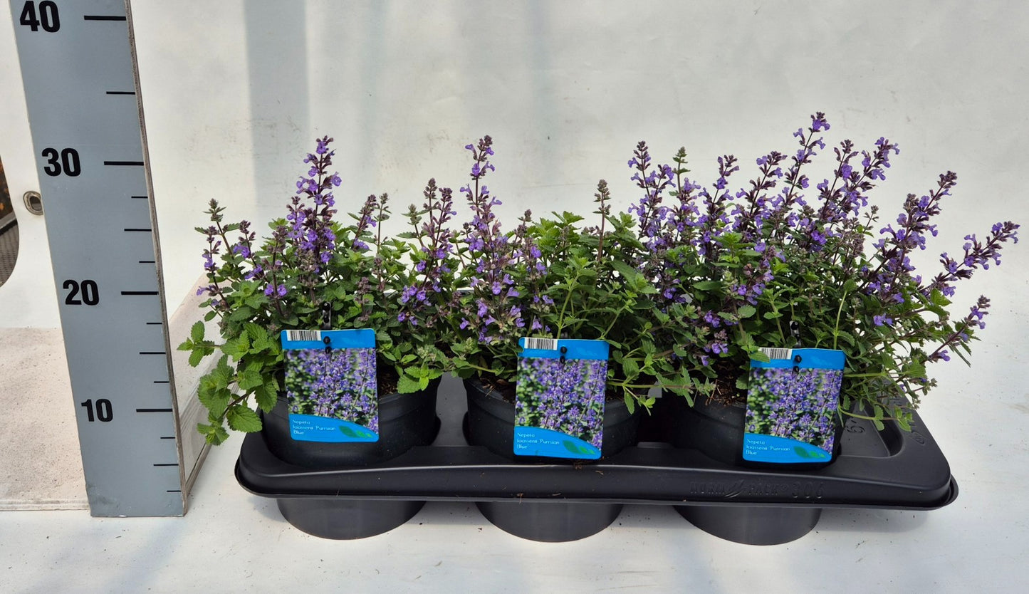 Nepeta faassenii  Purrsian Blue 20cm 17cm Pot