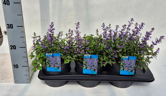 Nepeta faassenii  Purrsian Blue 20cm 17cm Pot