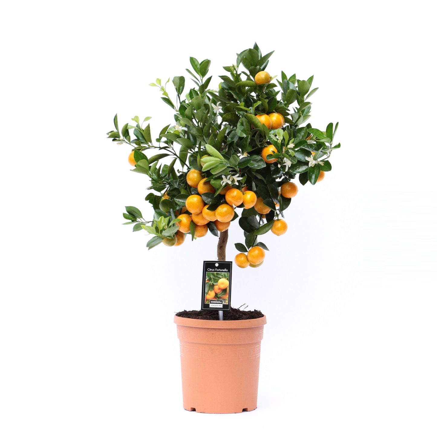 Citrus calamondin standard 65cm 19cm Pot