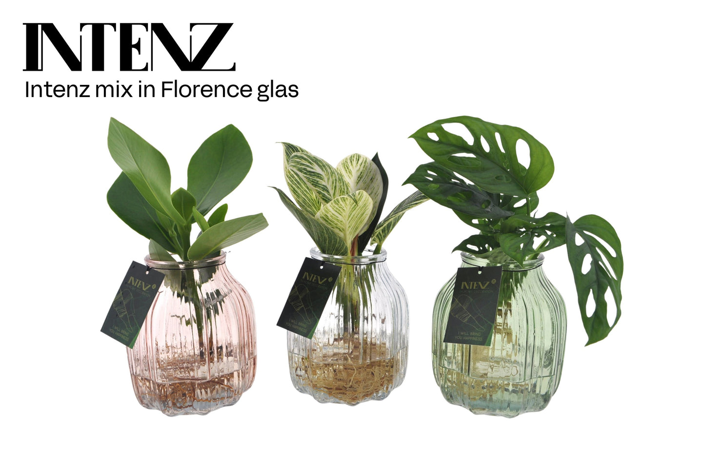 arr. Intenz mix MIX-FLO 30cm 12cm Pot