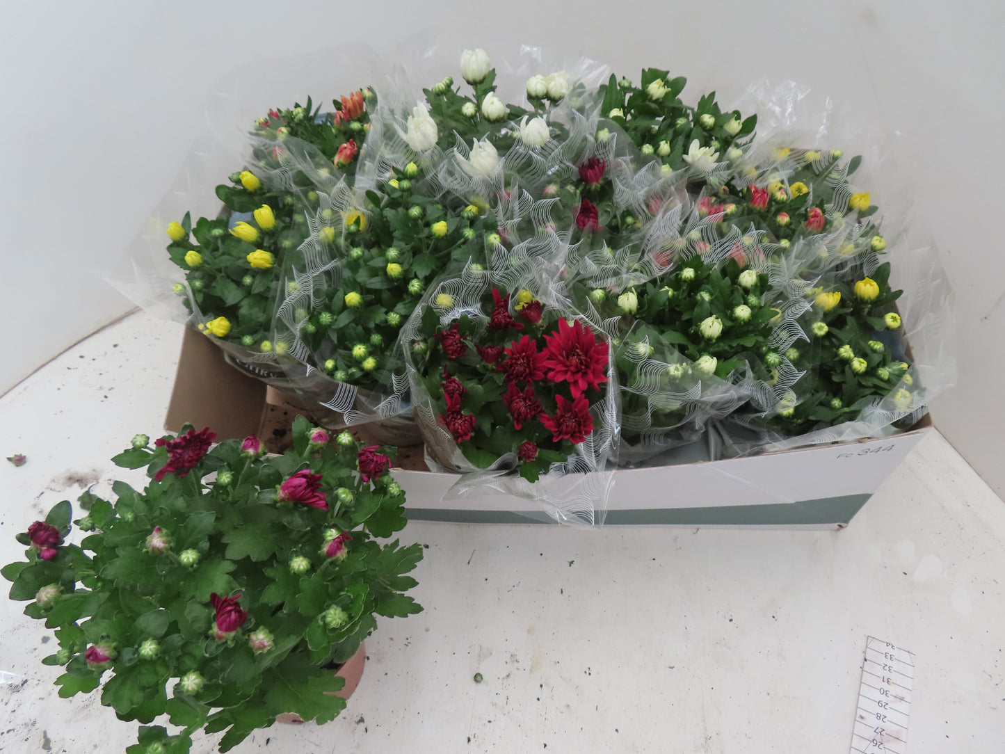 Zeldenrust Vof Chrysanthemum mix Pack of 12