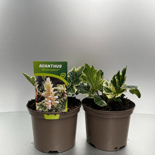 Acanthus Whitewater 30cm 17cm Pot