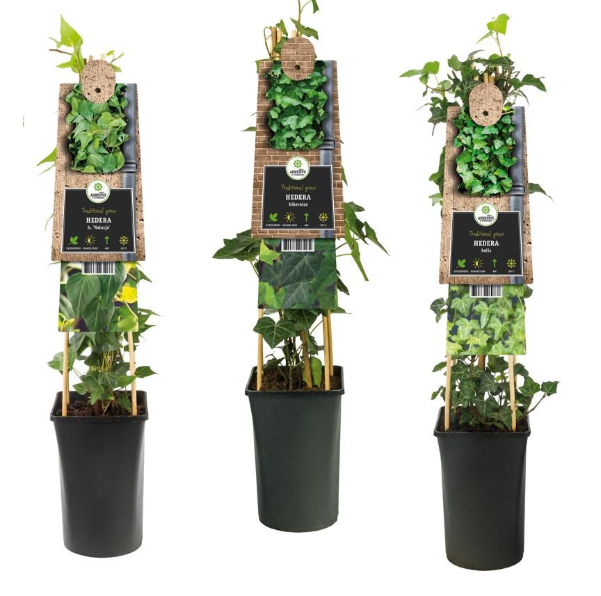Hedera helix 17cm Pot