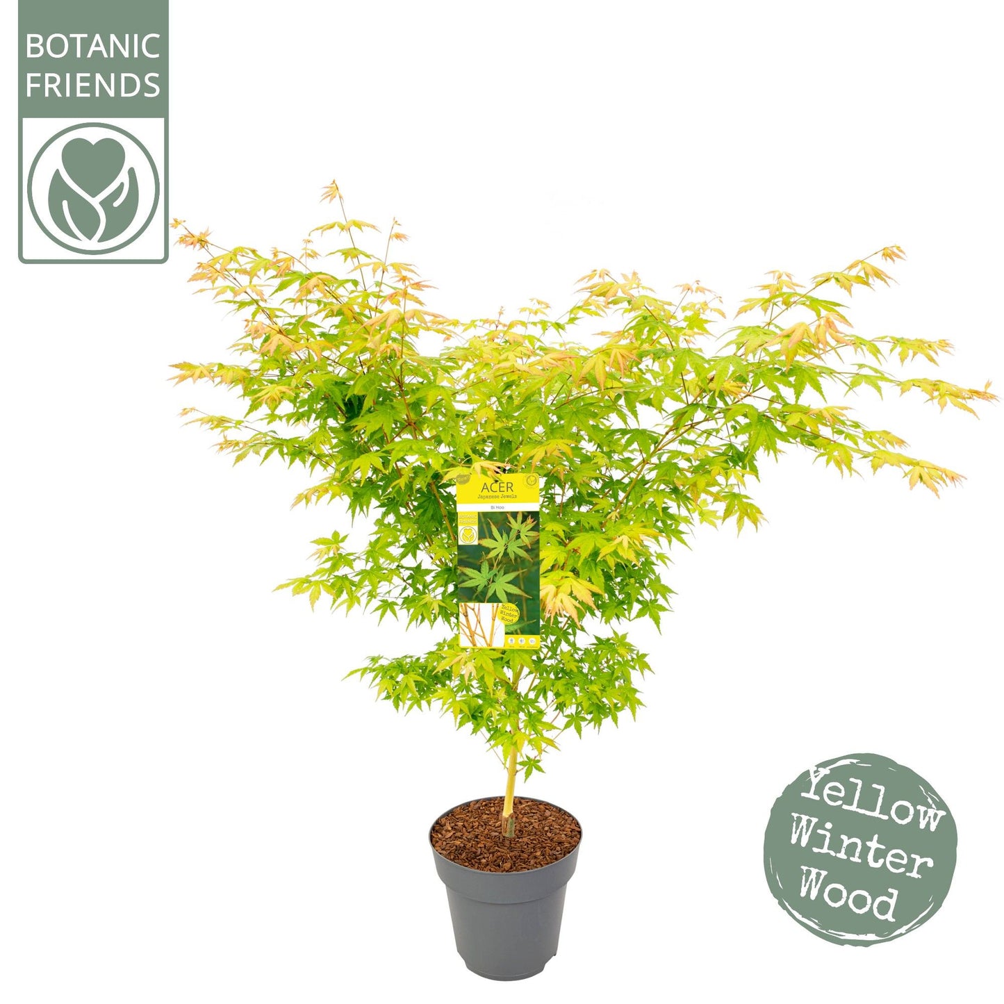 Acer palmatum Bi Hoo 100cm 29cm Pot