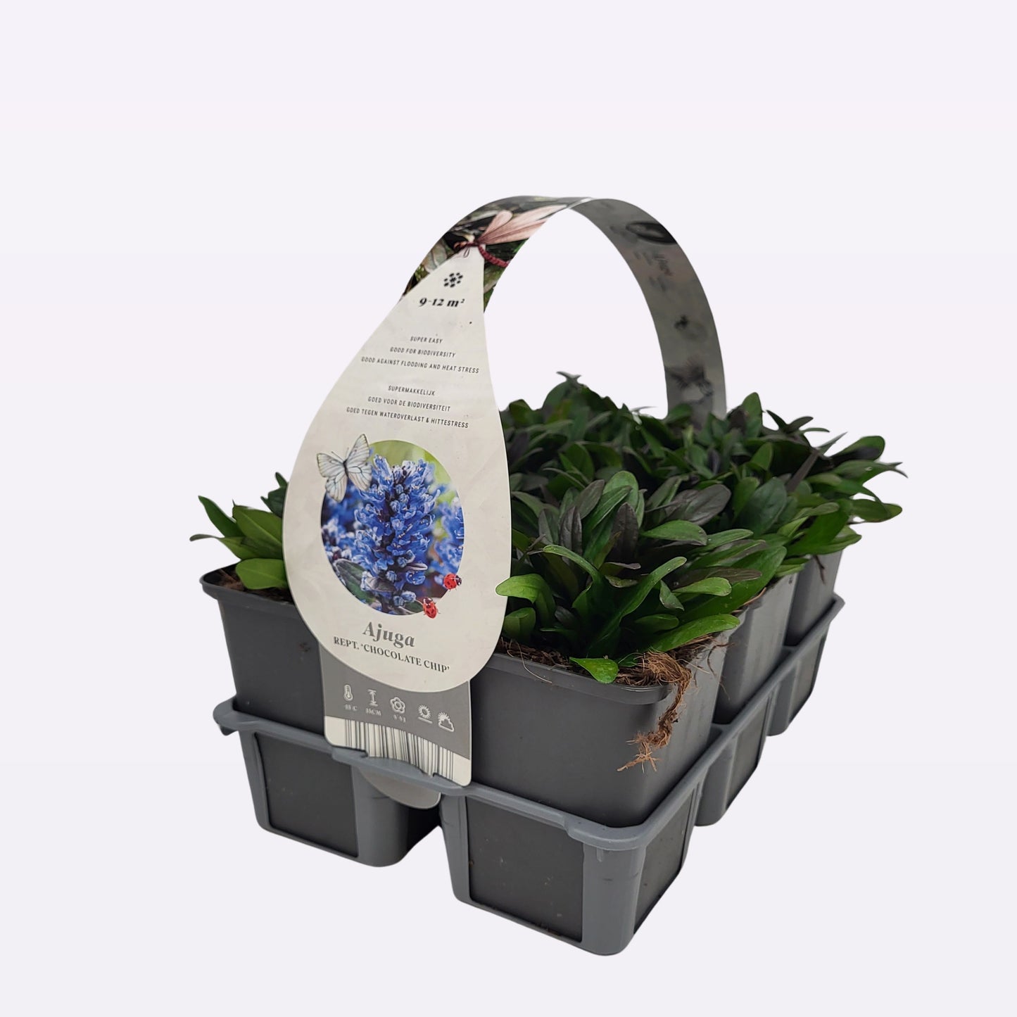 Ajuga reptans 5cm 9cm Pot