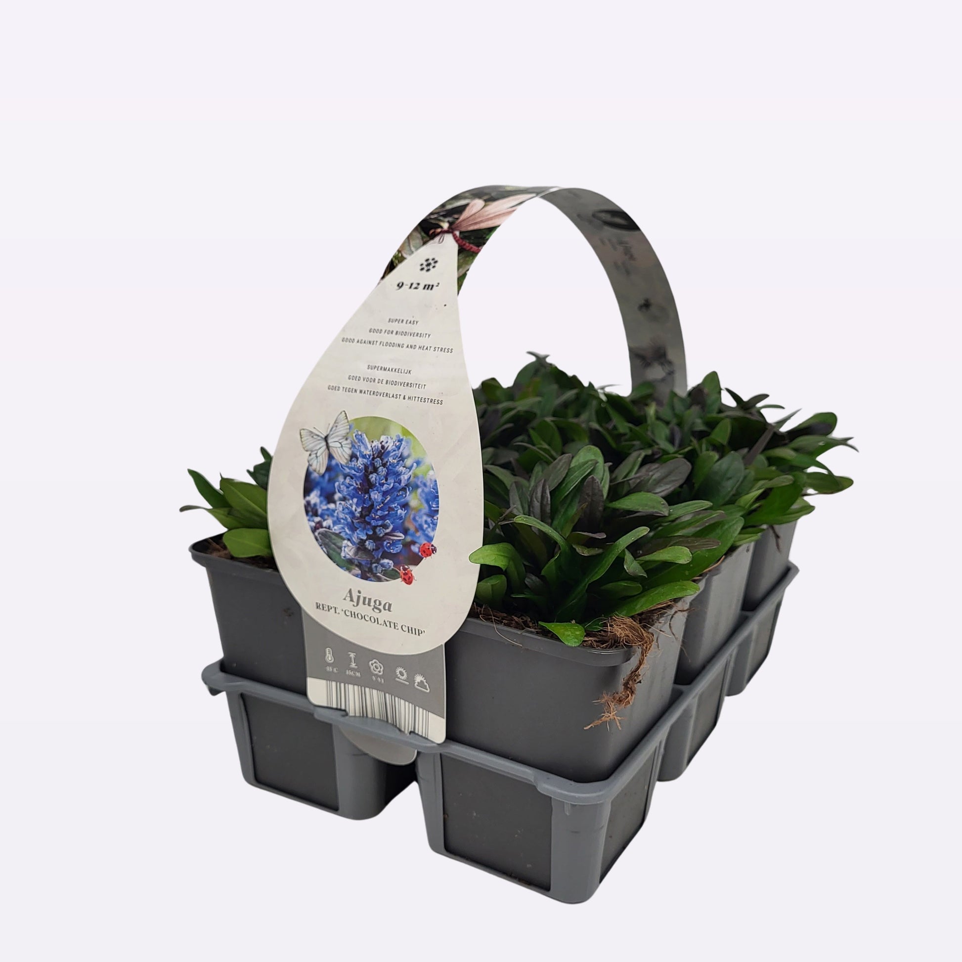 Ajuga reptans 5cm 9cm Pot
