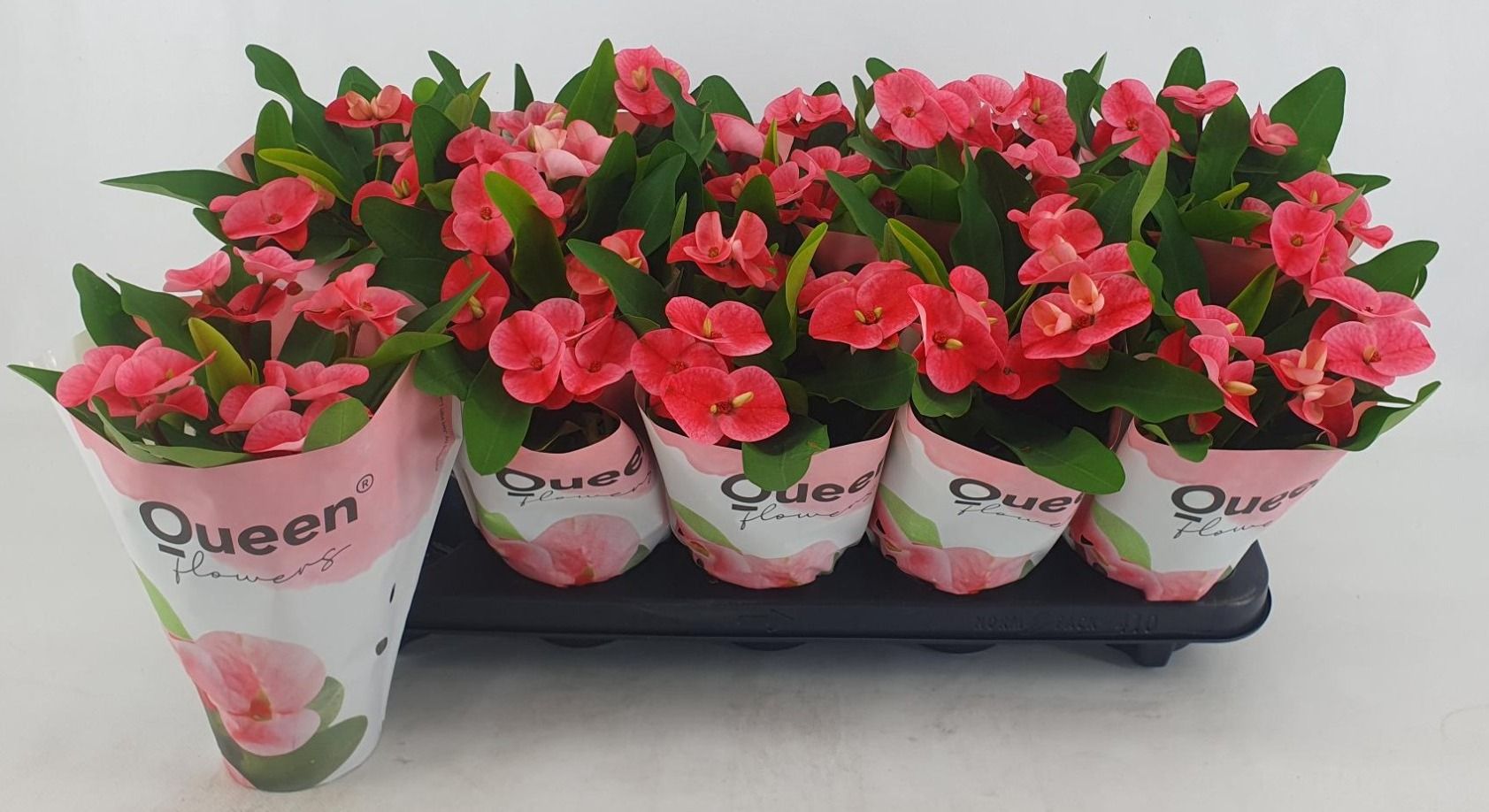 Euphorbia milii Charlotte 28cm 510cm Pot