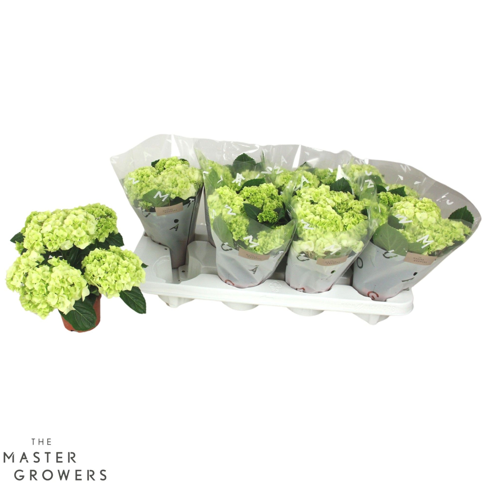 Hydrangea macrophylla white 22cm 10cm Pot