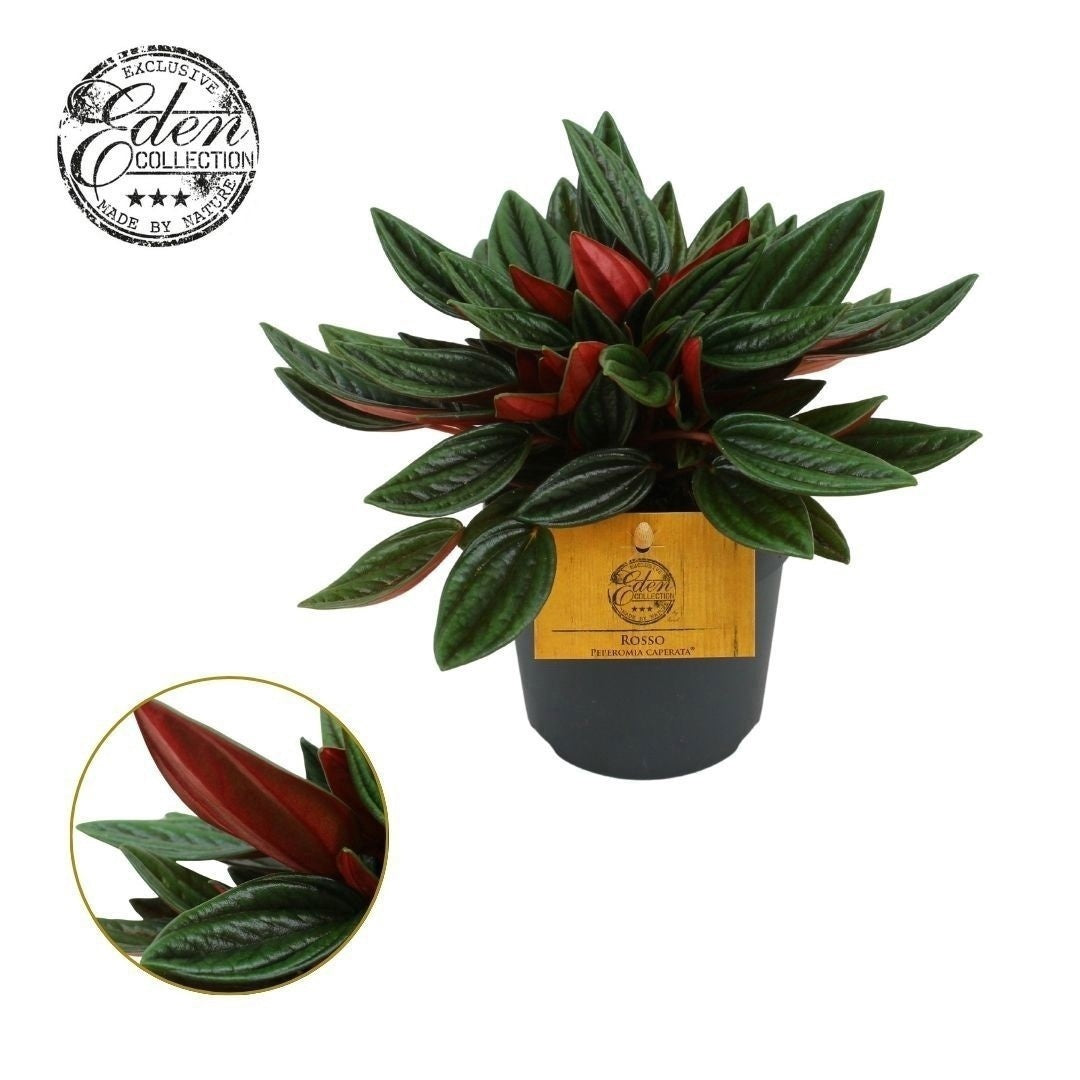 Peperomia Rosso 15cm 510cm Pot