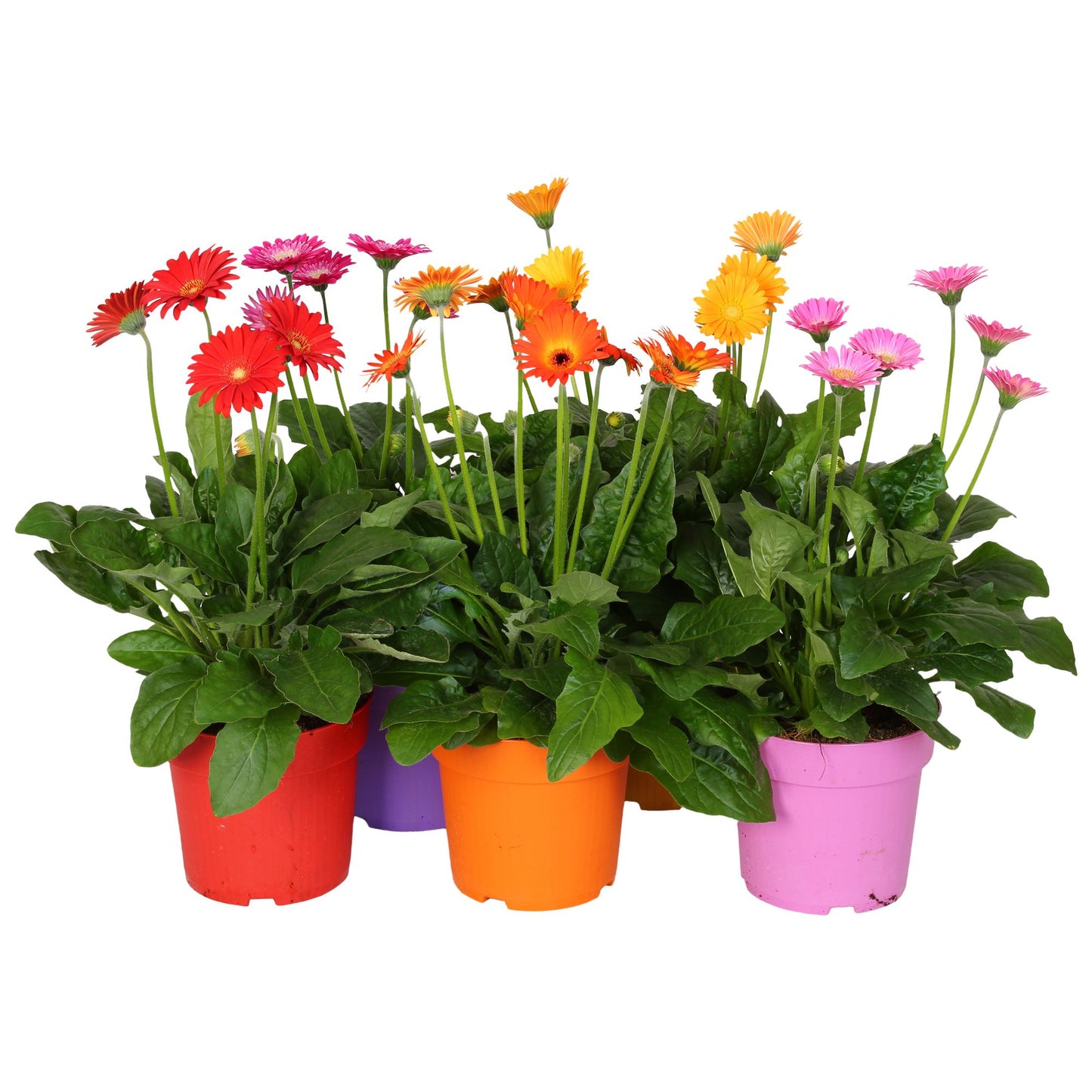 Gerbera Garvinea mix 45cm 17cm Pot
