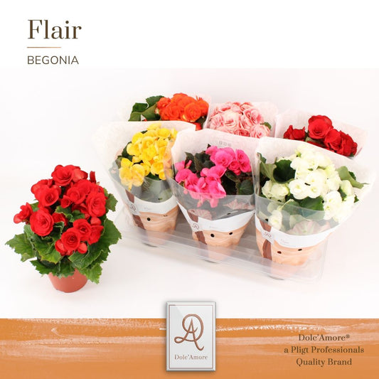 Begonia elatior  mix 31cm 14cm Pot