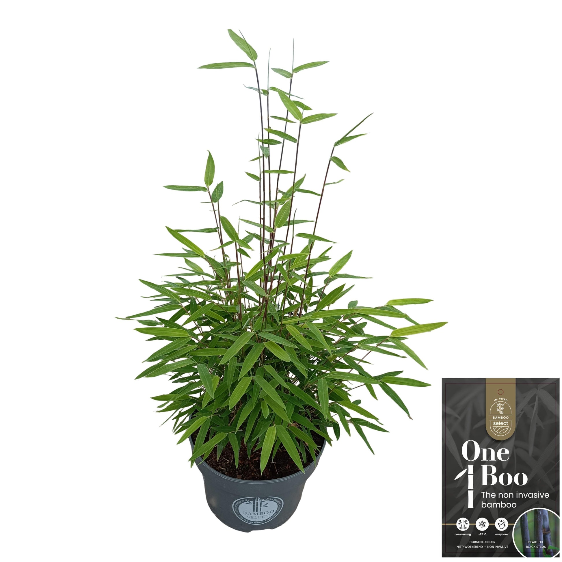 Fargesia nit. Black Pearl 75cm 23cm Pot