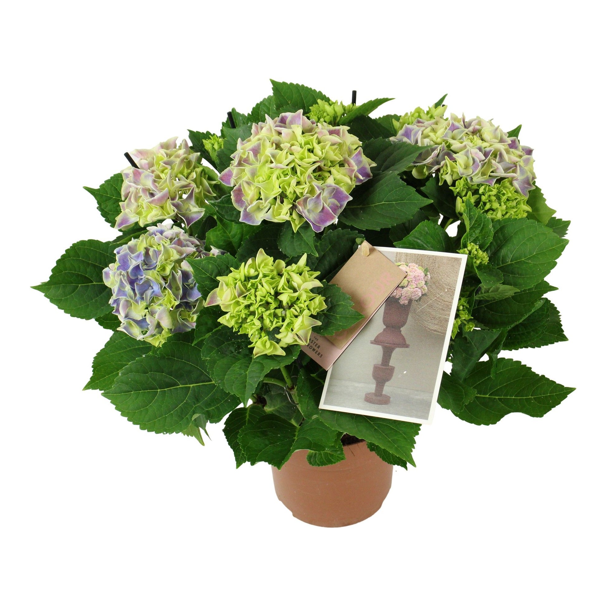 Hydrangea macr. bicolour blue 40cm 14cm Pot