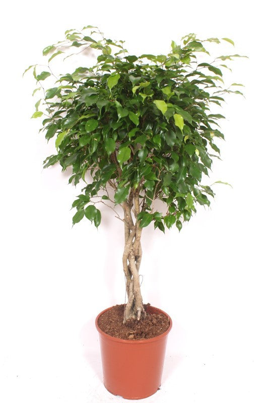 Ficus benj. Exotica 140cm 30cm Pot