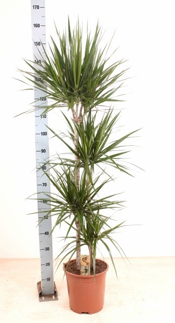 Dracaena marginata 160cm 27cm Pot