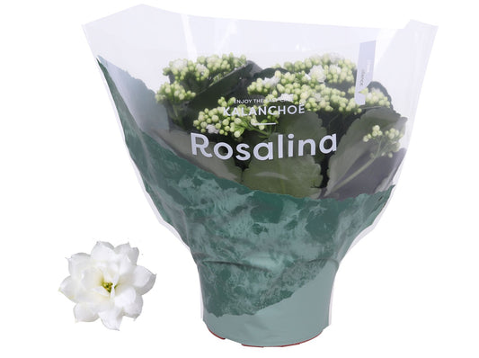 Kalanchoe Rosalina Don Dione 27cm 15cm Pot