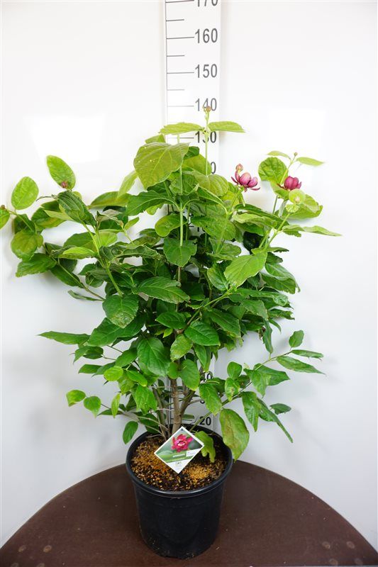 Calycanthus fertilis 110cm 36cm Pot