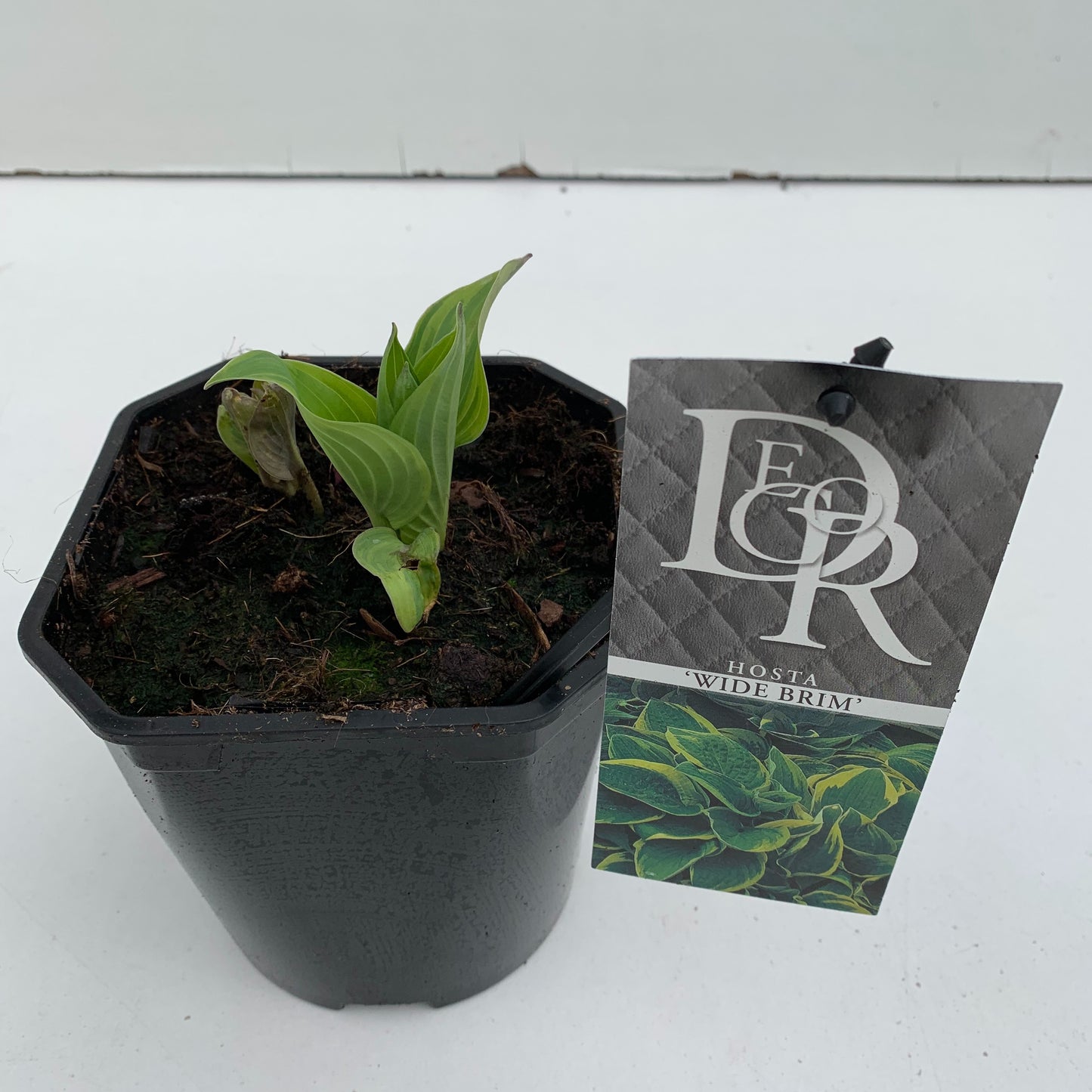 Hosta Wide Brim 30cm 17cm Pot